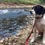 Harry swimming in neurum creek