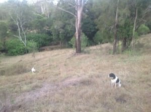 Camping with dogs