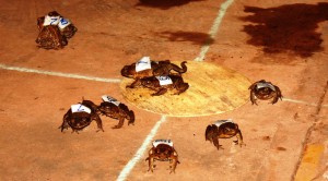 The famous King Ash Bay Calcutta (Cane Toad Races) is held on the Friday of the fishing comp each year. 