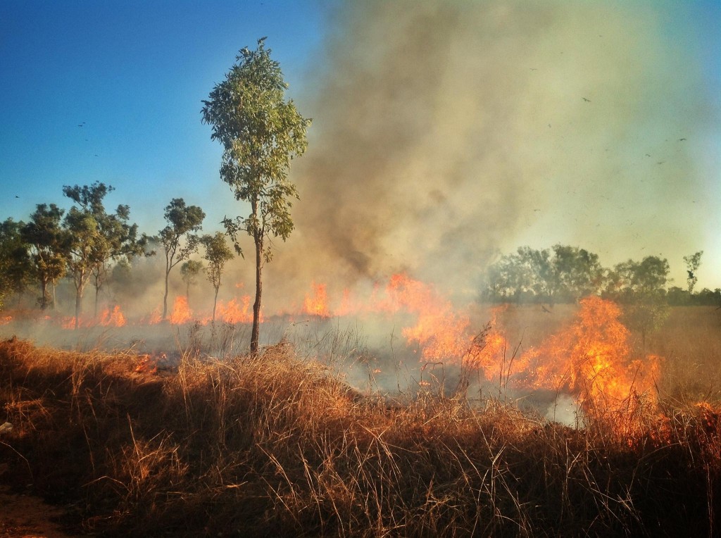 Grass fires are an every day occurrence during the dry season. Everything gets burnt. 