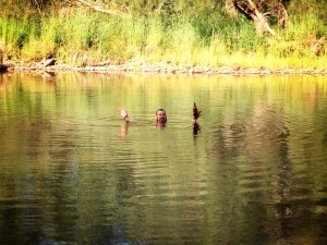 Swimming Roses Park Camping Thora