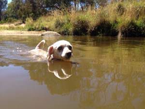 Uralla Fossicking Area Dog Friendly