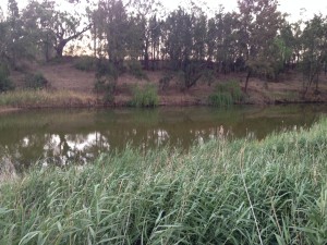 Mendooran Rest Area Castlereagh River