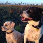 Tips for Travelling Australia with dogs.