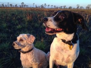 traveling and camping with dogs friendly