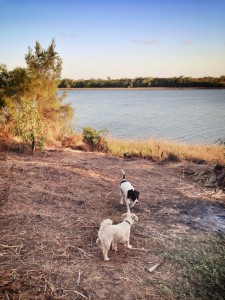 traveling and camping with dogs friendly