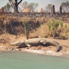 Traveling Australia and Croc Safety