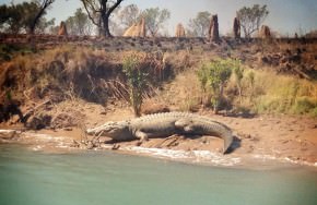 McArthur River Salt Water Crocoldile