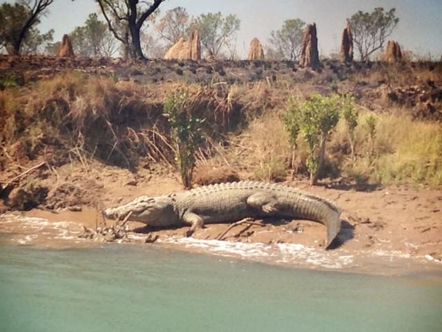 Traveling Australia and Croc Safety