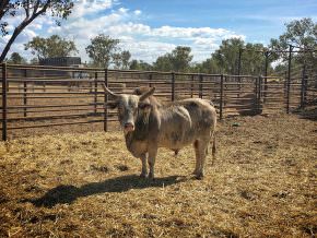 Borroloola Rodeo Bull