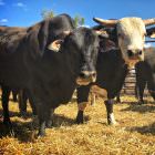 Borroloola Rodeo 2016