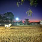 Borroloola Rodeo, NT